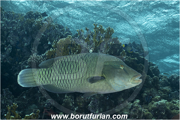 Abu Kizan, Dedalus reef, Marsa Alam, Egypt, Red sea, Cheilinus undulatus, Cheilinus, Labridae, Napoleon Wrasse, Humphead wrasse, Wrasse, Fish, Reef, Waves