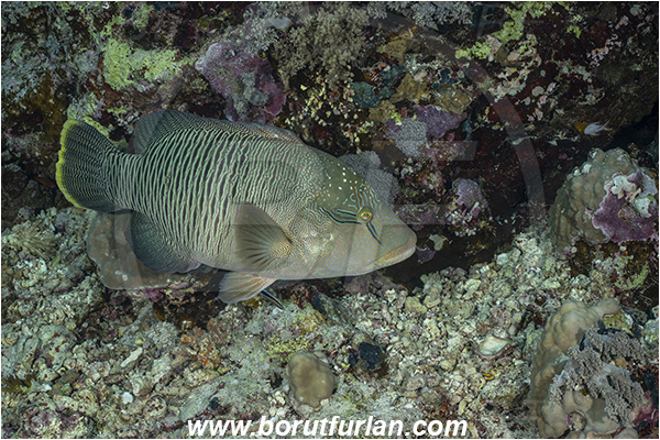 Abu Kizan, Dedalus reef, Marsa Alam, Egypt, Red sea, Cheilinus undulatus, Cheilinus, Labridae, Napoleon Wrasse, Humphead wrasse, Wrasse, Fish