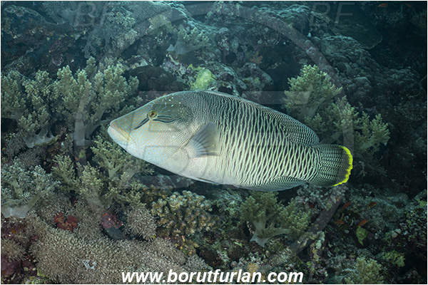Abu Kizan, Dedalus reef, Marsa Alam, Egypt, Red sea, Cheilinus undulatus, Cheilinus, Labridae, Napoleon Wrasse, Humphead wrasse, Wrasse, Fish, Reef