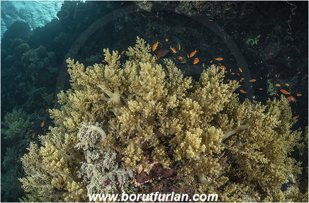 Abu Kizan, Dedalus reef, Marsa Alam, Egypt, Red sea, Reef, Litophyton sp., Litophyton, Nephtheidae, Broccoli coral, Soft coral, Coral, Cnidaria, Cnidarian