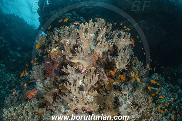 Abu Kizan, Dedalus reef, Marsa Alam, Egypt, Red sea, Sinularia polydactyla, Sinularia, Alcyoniidae, Anthozoa, Cnidaria, Cnidarian, Finger leather coral, Leather coral, Coral, Reef