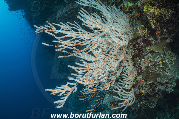 Abu Kizan, Dedalus reef, Marsa Alam, Egypt, Red sea, Reef, Acabaria sp., Acabaria, Melithaeidae, Sea fan, Anthozoa, Cnidaria, Cnidarian