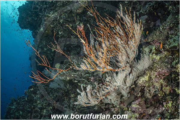 Abu Kizan, Dedalus reef, Marsa Alam, Egypt, Red sea, Reef, Acabaria sp., Acabaria, Melithaeidae, Sea fan, Anthozoa, Cnidaria, Cnidarian