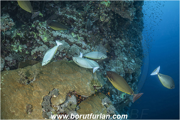 Abu Kizan, Dedalus reef, Marsa Alam, Egypt, Red sea, Reef, Naso caesius, Naso, Acanthuridae, Gray unicornfish, Unicornfish, Surgeonfish, Fish, Cleaning
