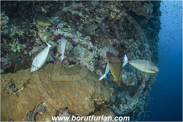 Abu Kizan, Dedalus reef, Marsa Alam, Egypt, Red sea, Reef, Naso caesius, Naso, Acanthuridae, Gray unicornfish, Unicornfish, Surgeonfish, Fish, Cleaning
