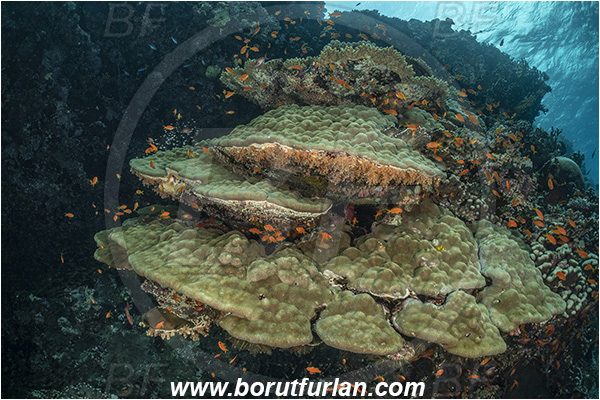 Abu Kizan, Dedalus reef, Marsa Alam, Egypt, Red sea, Porites lutea, Porites, Poritidae, Anthozoa, Cnidaria, Cnidarian, Porites Coral, Coral, Reef
