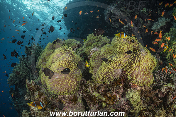 Abu Kizan, Dedalus reef, Marsa Alam, Egypt, Red sea, Heteractis magnifica, Heteractis, Stichodactylidae, Magnificent Sea Anemone, Anemone, Anthozoa, Cnidaria, Cnidarian, Reef, Fish school