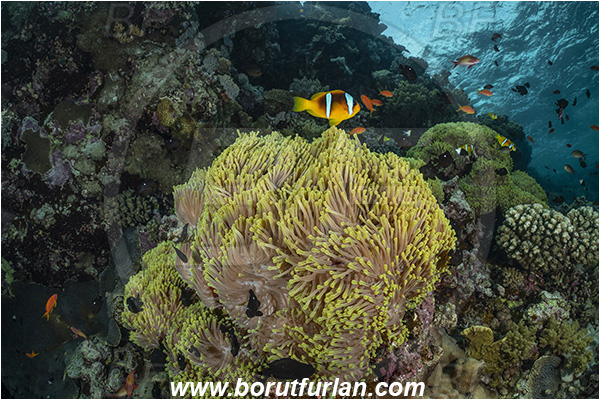 Abu Kizan, Dedalus reef, Marsa Alam, Egypt, Red sea, Heteractis magnifica, Heteractis, Stichodactylidae, Magnificent Sea Anemone, Anemone, Anthozoa, Cnidaria, Cnidarian, Reef, Amphiprion bicinctus, Amphiprion, Pomacentridae, Red Sea Anemonefish, Anemonefish, Red sea Clownfish, Clownfish, Fish