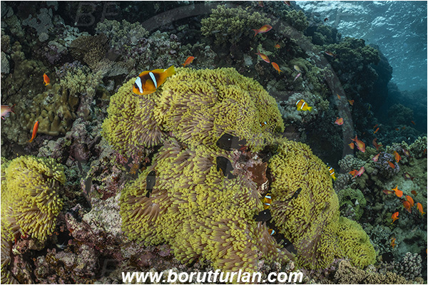 Abu Kizan, Dedalus reef, Marsa Alam, Egypt, Red sea, Heteractis magnifica, Heteractis, Stichodactylidae, Magnificent Sea Anemone, Anemone, Anthozoa, Cnidaria, Cnidarian, Reef, Amphiprion bicinctus, Amphiprion, Pomacentridae, Red Sea Anemonefish, Anemonefish, Red sea Clownfish, Clownfish, Fish