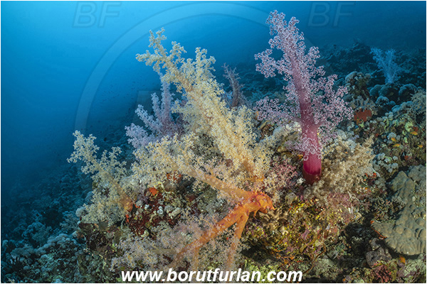 Abu Kizan, Dedalus reef, Marsa Alam, Egypt, Red sea, Dendronephthya hemprichi, Dendronephthya, Nephtheidae, Soft coral, Coral, Anthozoa, Cnidaria, Cnidarian, Reef, Fish school
