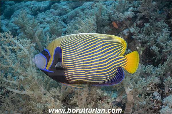 Abu Kizan, Dedalus reef, Marsa Alam, Egypt, Red sea, Reef, Pomacanthus imperator, Pomacanthus, Pomacanthidae, Emperor Angelfish, Angelfish, Fish