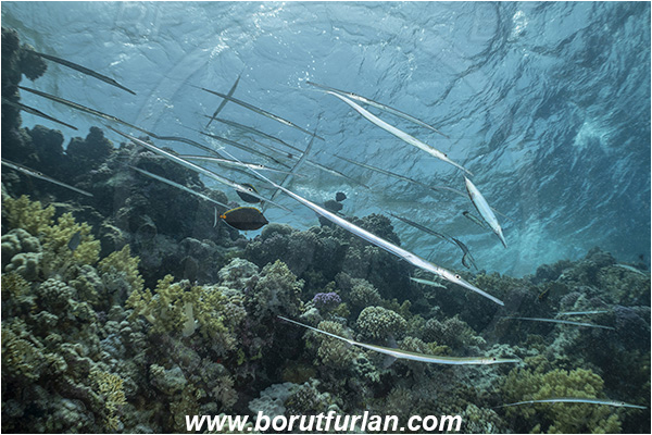 Abu Kizan, Dedalus reef, Marsa Alam, Egypt, Red sea, Reef, Fistularia commersonii, Fistularia, Fistulariidae, Bluespotted cornetfish, Cornetfish, Fish, Fish school, Reef