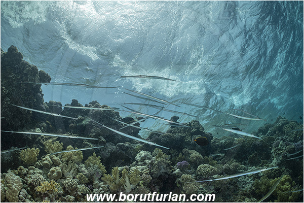 Abu Kizan, Dedalus reef, Marsa Alam, Egypt, Red sea, Reef, Fistularia commersonii, Fistularia, Fistulariidae, Bluespotted cornetfish, Cornetfish, Fish, Fish school, Reef
