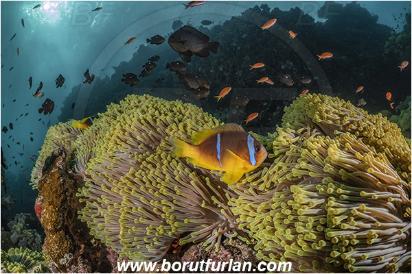 Abu Kizan, Dedalus reef, Marsa Alam, Egypt, Red sea, Heteractis magnifica, Heteractis, Stichodactylidae, Magnificent Sea Anemone, Anemone, Anthozoa, Cnidaria, Cnidarian, Reef, Amphiprion bicinctus, Amphiprion, Pomacentridae, Red Sea Anemonefish, Anemonefish, Red sea Clownfish, Clownfish, Fish, Fish school