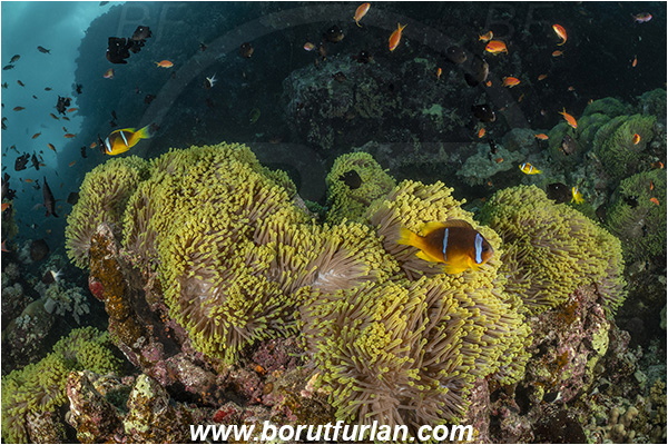 Abu Kizan, Dedalus reef, Marsa Alam, Egypt, Red sea, Heteractis magnifica, Heteractis, Stichodactylidae, Magnificent Sea Anemone, Anemone, Anthozoa, Cnidaria, Cnidarian, Reef, Amphiprion bicinctus, Amphiprion, Pomacentridae, Red Sea Anemonefish, Anemonefish, Red sea Clownfish, Clownfish, Fish, Fish school