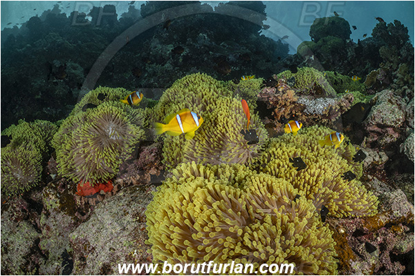 Abu Kizan, Dedalus reef, Marsa Alam, Egypt, Red sea, Heteractis magnifica, Heteractis, Stichodactylidae, Magnificent Sea Anemone, Anemone, Anthozoa, Cnidaria, Cnidarian, Reef, Amphiprion bicinctus, Amphiprion, Pomacentridae, Red Sea Anemonefish, Anemonefish, Red sea Clownfish, Clownfish, Fish