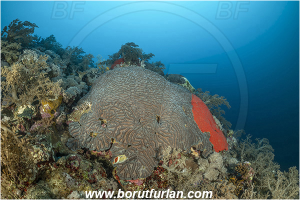 Elphinstone reef, Marsa Alam, Egypt, Red sea, Platygyra daedalea, Platygyra, Meandrinidae, Brain coral, Coral, Hard coral, Cnidaria, Cnidarian, Pione vastifica, Pione, Clionaidae, Red sponge, Sponge, Porifera, Reef