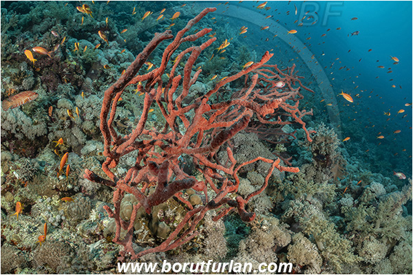 Elphinstone reef, Marsa Alam, Egypt, Red sea, Iotrochota purpurea, Iotrochota, Iotrochotidae, Iodine finger sponge, Sponge, Porifera, Reef