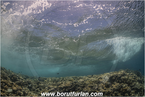 Elphinstone reef, Marsa Alam, Egypt, Red sea, Reef, Waves