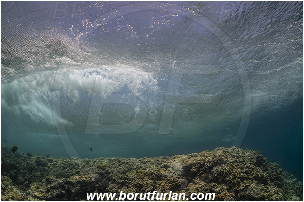 Elphinstone reef, Marsa Alam, Egypt, Red sea, Reef, Waves
