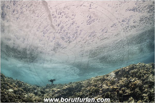 Elphinstone reef, Marsa Alam, Egypt, Red sea, Reef, Waves