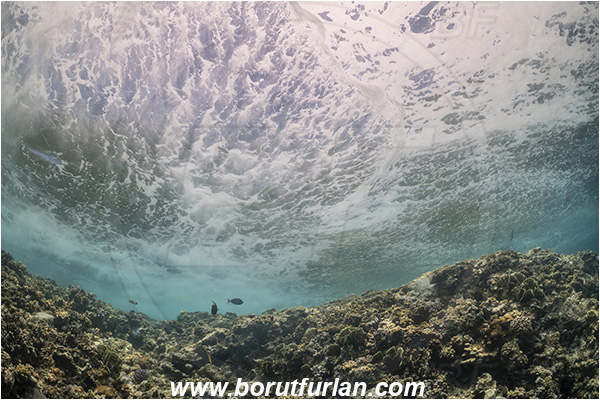 Elphinstone reef, Marsa Alam, Egypt, Red sea, Reef, Waves