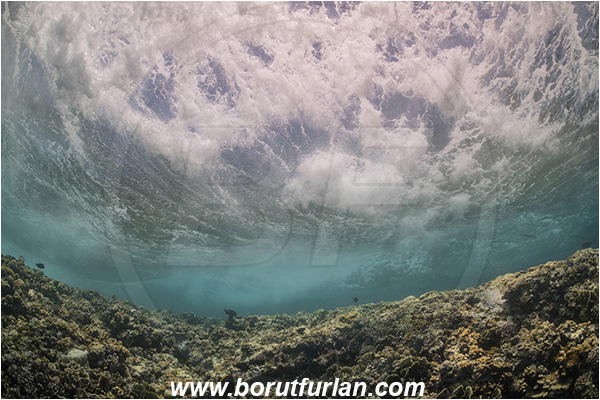 Elphinstone reef, Marsa Alam, Egypt, Red sea, Reef, Waves