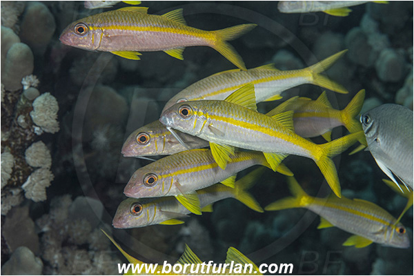 Abu Dabab, Marsa Alam, Egypt, Red sea, Mulloidichthys vanicolensis, Mulloidichthys, Mullidae, Yellowfin Goatfish, Goatfish, Fish, Fish school