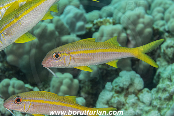 Abu Dabab, Marsa Alam, Egypt, Red sea, Mulloidichthys vanicolensis, Mulloidichthys, Mullidae, Yellowfin Goatfish, Goatfish, Fish