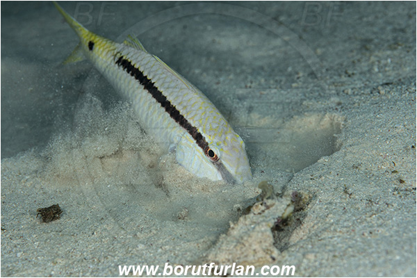 Abu Dabab, Marsa Alam, Egypt, Red sea, Parupeneus forsskali, Parupeneus, Mullidae, Red Sea goatfish, Goatfish, Fish, Feeding, Sand, Digging in the sand