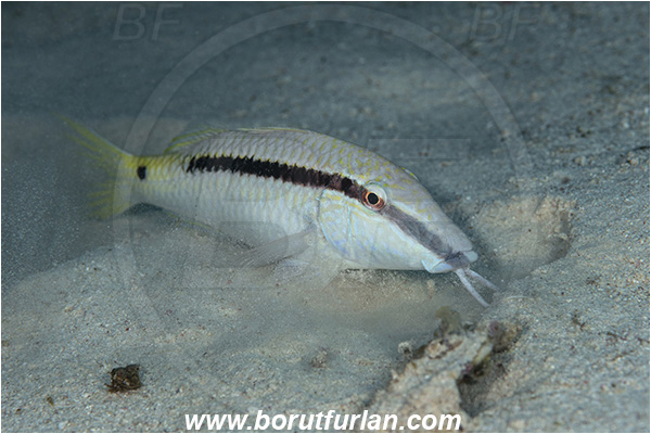 Abu Dabab, Marsa Alam, Egypt, Red sea, Parupeneus forsskali, Parupeneus, Mullidae, Red Sea goatfish, Goatfish, Fish, Feeding, Sand