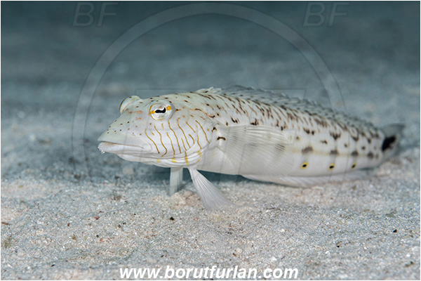 Abu Dabab, Marsa Alam, Egypt, Red sea, Parapercis hexophtalma, Parapercis, Pinguipedidae, Speckled Sandperch, Sandperch, Fish