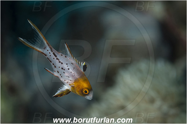Abu Dabab, Marsa Alam, Egypt, Red sea, Bodianus anthioides, Bodianus, Labridae, Lyretail Hogfish, Hogfish, Fish, Wrasse, Juvenile