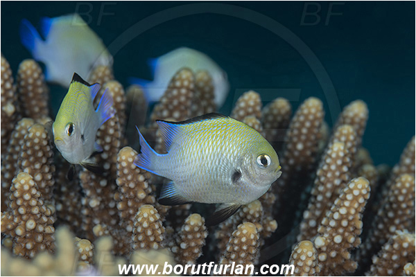 Abu Dabab, Marsa Alam, Egypt, Red sea, Dascyllus marginatus, Dascyllus, Pomacentridae, Red Sea dascyllus, Damselfish, Fish