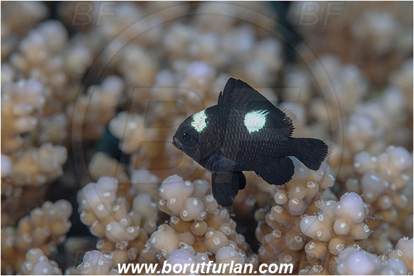 Abu Dabab, Marsa Alam, Egypt, Red sea, Dascyllus trimaculatus, Dascyllus, Pomacentridae, Threespot dascyllus, Domino damsel, Damselfish, Fish, Juvenile