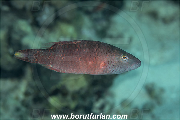 Abu Dabab, Marsa Alam, Egypt, Red sea, Oxycheilinus digramma, Oxycheilinus, Labridae, Cheeklined wrasse, Wrasse, Fish