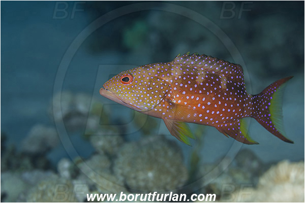 Abu Dabab, Marsa Alam, Egypt, Red sea, Variola louti, Variola, Serranidae, Yellow-edged lyretail, Lyretail grouper, Moon grouper, Grouper, Fish, Juvenile