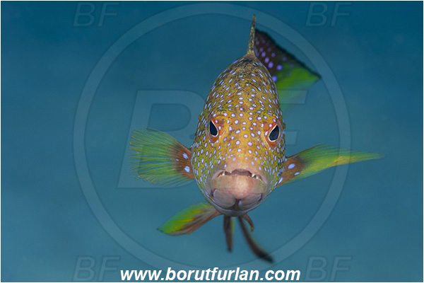 Abu Dabab, Marsa Alam, Egypt, Red sea, Variola louti, Variola, Serranidae, Yellow-edged lyretail, Lyretail grouper, Moon grouper, Grouper, Fish, Juvenile, Portrait