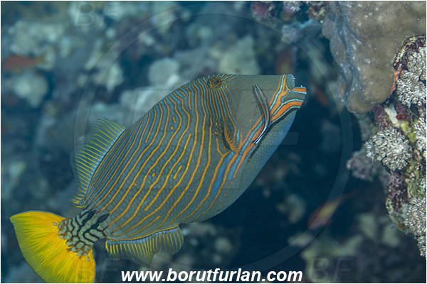 Abu Dabab, Marsa Alam, Egypt, Red sea, Balistapus undulatus, Balistapus, Balistidae, Orange-lined Triggerfish, Triggerfish, Fish
