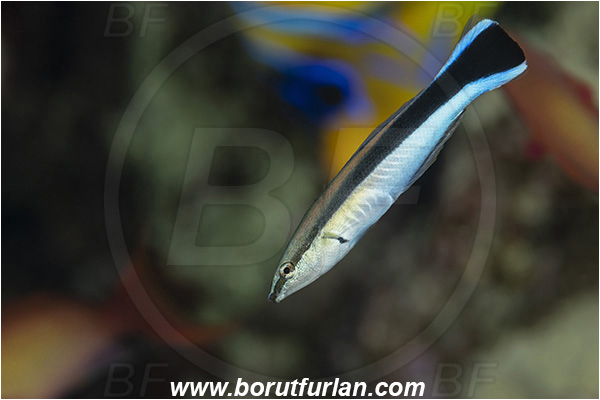 Crotta Marsa Alam, Marsa Alam, Egypt, Red sea, Labroides dimidiatus, Labroides, Labridae, Cleaner Wrasse, Wrasse, Fish