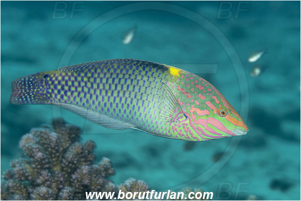 Crotta Marsa Alam, Marsa Alam, Egypt, Red sea, Halichoeres hortulanus, Halichoeres, Labridae, Checkerboard wrasse, Wrasse, Fish
