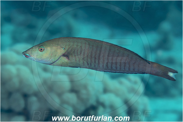 Crotta Marsa Alam, Marsa Alam, Egypt, Red sea, Hologymnosus annulatus, Hologymnosus, Labridae, Ring wrasse, Wrasse, Fish