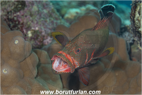 Crotta Marsa Alam, Marsa Alam, Egypt, Red sea, Cephalopholis hemistiktos, Cephalopholis, Serranidae, Yellowfin hind, Grouper, Fish, Yawning