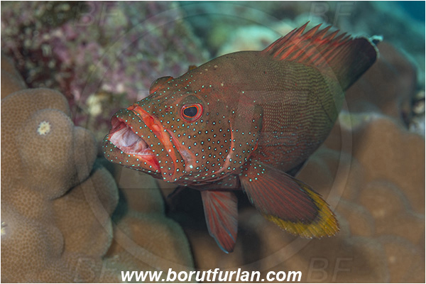 Crotta Marsa Alam, Marsa Alam, Egypt, Red sea, Cephalopholis hemistiktos, Cephalopholis, Serranidae, Yellowfin hind, Grouper, Fish