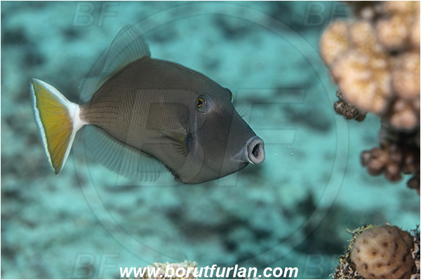 Crotta Marsa Alam, Marsa Alam, Egypt, Red sea, Sufflamen albicaudatus, Sufflamen, Balistidae, Halfmoon triggerfish, Triggerfish, Fish