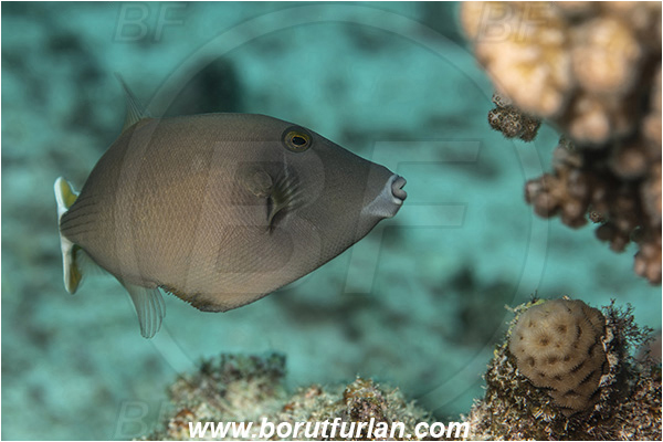Crotta Marsa Alam, Marsa Alam, Egypt, Red sea, Sufflamen albicaudatus, Sufflamen, Balistidae, Halfmoon triggerfish, Triggerfish, Fish