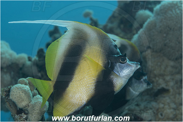 Crotta Marsa Alam, Marsa Alam, Egypt, Red sea, Heniochus intermedius, Heniochus, Chaetodontidae, Red Sea bannerfish, Bannerfish, Fish