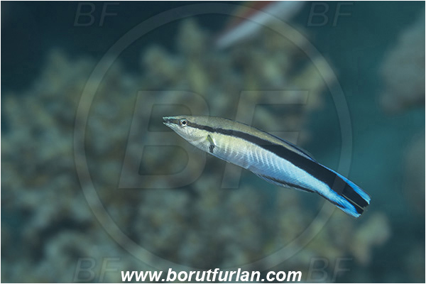 Crotta Marsa Alam, Marsa Alam, Egypt, Red sea, Labroides dimidiatus, Labroides, Labridae, Cleaner Wrasse, Wrasse, Fish