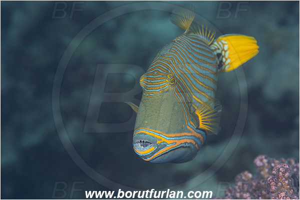 Crotta Marsa Alam, Marsa Alam, Egypt, Red sea, Balistapus undulatus, Balistapus, Balistidae, Orange-lined Triggerfish, Triggerfish, Fish
