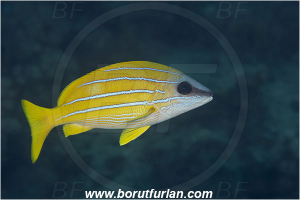 Crotta Marsa Alam, Marsa Alam, Egypt, Red sea, Lutjanus kasmira, Lutjanus, Lutjanidae, Bluestripe snapper, Snapper, Fish